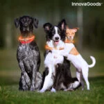 LED ovratnica za hišne ljubljenčke Petlux InnovaGoods