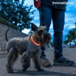 LED ovratnica za hišne ljubljenčke Petlux InnovaGoods