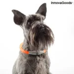 LED ovratnica za hišne ljubljenčke Petlux InnovaGoods
